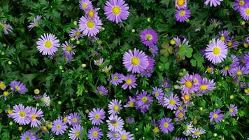 Dense patch of purple Aster flowers with yellow centers. Surrounded by lush green foliage. Flowers are in various stages of bloom creating a vibrant and natural. For background and textured. photo