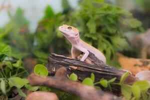 A small lizard is sitting on a log in a green environment photo