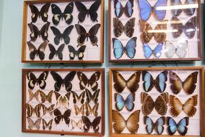 A display of butterflies in a wooden case photo