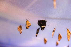 group of butterflies are flying in the air, with some of them being black photo