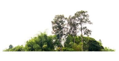 forest with trees and bushes on white photo
