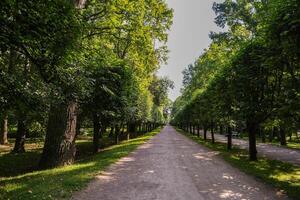 A path through a forest with trees on either side photo