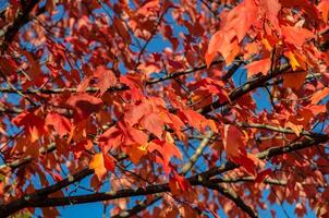 Maple leaf red autumn tree background photo