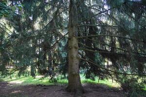 A large tree with a trunk that is bare and has no leaves photo