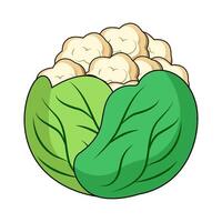 illustration of Fresh Cauliflower vector