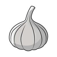 illustration of Fresh Garlic vector