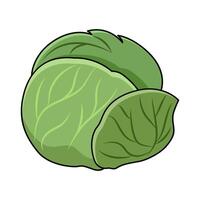 illustration of Cabbage vector