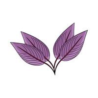 illustration of Amaranth vector