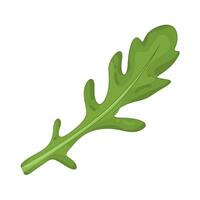 Illustration of Arugula vector