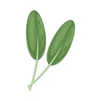 Illustration of Sage vector