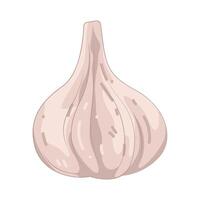 Illustration of Fresh Garlic vector