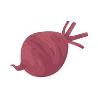 Illustration of Beet vector