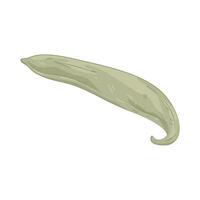 Illustration of Snake Gourd vector