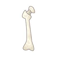 illustration of a human bone vector