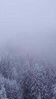 ett antenn perspektiv avslöjar en tät skog täckt i snö, omgiven förbi dimma. lång vintergröna träd skapa en lugn vinter- scen, frammanande stillhet och skönhet. vertikal antal fot video