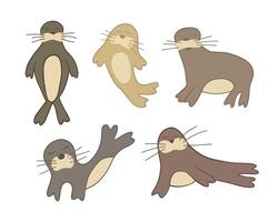 Illustration of a set of fur seals on a white background. vector
