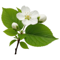 Stock photo of white cherry blossom flower with green leaves and buds isolated on Transparent background png