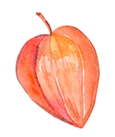 Watercolor physalis illustration isolated png
