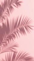 Palm leaf shadows on pink background, soft light photo