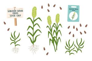 Sudan grass objects set isolated on white background. Gardening and cover crops concept. vector