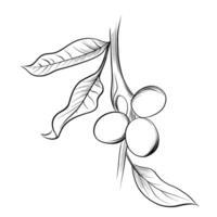 Walnut nut branch botanical sketch vector