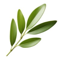 Olive twig with green leaves isolated on transparent background png