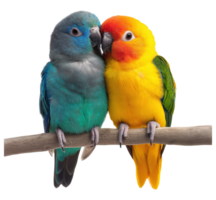 Two colorful parrots sitting on a branch isolated on transparent background png