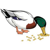 cute duck eating white background isolated illustration on white background vector