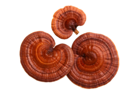 Close up of three reishi mushrooms showing the unique texture and color on a transparent background png