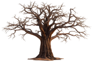 Isolated bare tree with intricate branches against a transparent background in a studio setting png