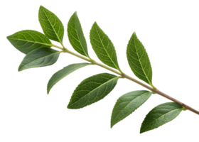 A single branch with green leaves isolated on a transparent background in a studio shot png
