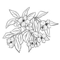 Spring Blossom Branch Japanese Sakura Line Art vector