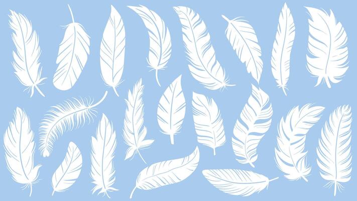 Set white bird feathers on blue background