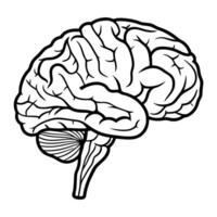 Human Brain Anatomy Line Art Illustration Simple Design Isolated On White vector