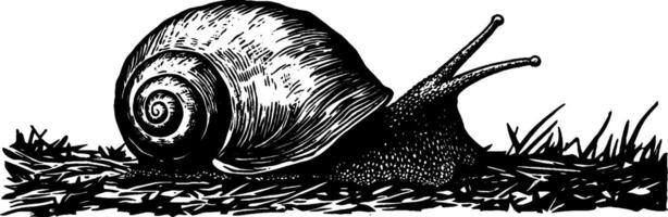 Vintage woodcut illustration showcasing the detailed spiral shell of a snail in natural setting vector