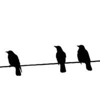Three Birds Silhouette On A Wire Minimalist Bird Illustration Graphics vector