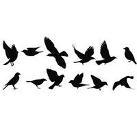 Collection Of Silhouette Bird Illustrations In Various Poses Isolated On White Background vector