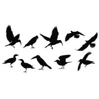 Silhouettes Of Various Bird Species In Flight And Perched Against White Background vector