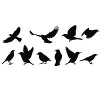 Bird Silhouettes Collection Set Of Flying And Standing Birds Isolated On White vector
