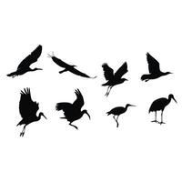 Silhouette Collection Of Ibis Birds Flying And Standing On White Background vector