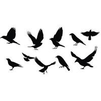 Collection Of Black Bird Silhouettes On White Background In Various Flying Poses vector