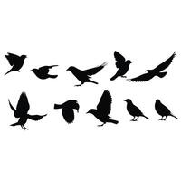 Silhouetted Birds In Flight Illustration With Various Poses And Wing Positions vector