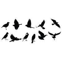 Bird Silhouette Illustration Set Of Various Flying Poses And Standing Shapes vector