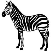 Isolated Zebra Illustration In Black And White Striking Graphic Design Element vector
