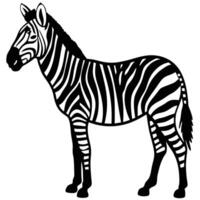 Striking Zebra Illustration In Black And White Simple Graphic Style vector