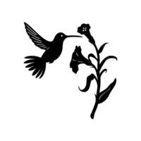 Silhouette Of Hummingbird Feeding On A Flower Nectar Isolated On White Background vector