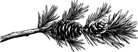 Vintage woodcut illustration featuring a pinecone and pine tree branch with needles vector