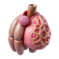 impressive rustic Bio Printed Organ Isolated Anatomical Structure Transparent Background exclusive png
