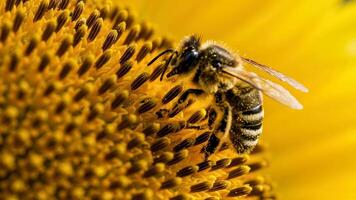 Makro filmisch Zeitlupe von ein Biene Sammeln Nektar von Sonnenblume im golden Licht mit lebendig Textur und detailliert natürlich Bewegung video