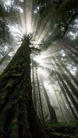 Cinematic vertical tracking shot of moss-covered forest trees with sunrays breaking through mist in a serene, atmospheric woodland setting video